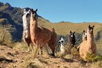 Lamas am Vulkan Pasochoa