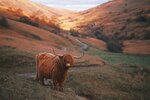 Highland Cow Schottisches Hochland Rind
