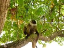 Macao Lemuren Madagaskar