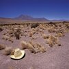 In der Atacama Wüste