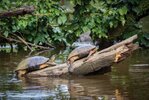 Schildkröten im Tortuguero Nationalpark