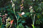 Kolibri im Naturparadies Honduras