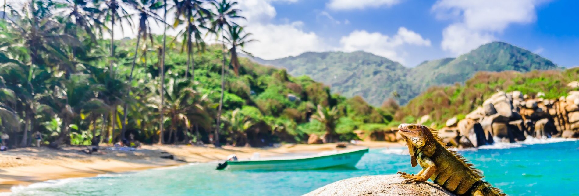 View on iguana on a rock in national park Tayrona in Colombia