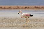 flamingo-auf-dem-salar-de-atacama