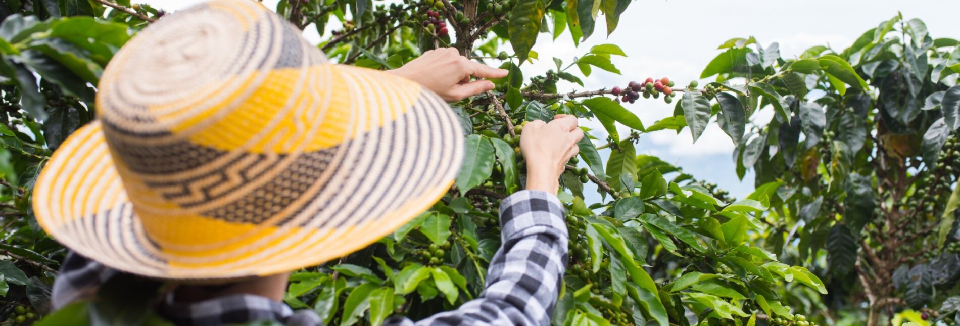 Workers on beautiful coffee plantation in Jerico, Colombia in the state of Antioquia.