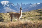 Guanako in Patagonien