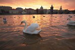 Schwäne im Sonnenuntergang auf der Moldau bei Prag
