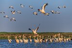 Pelikane im Donaudelta