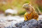 Die ecuadorianischen Anden & Galápagos