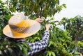 Workers on beautiful coffee plantation in Jerico, Colombia in the state of Antioquia.