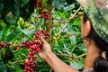 Paisaje Cultural Cafetero, agricultura y campo colombiano, siembra de café y productos agricolas en Chinchiná Caldas Colombia