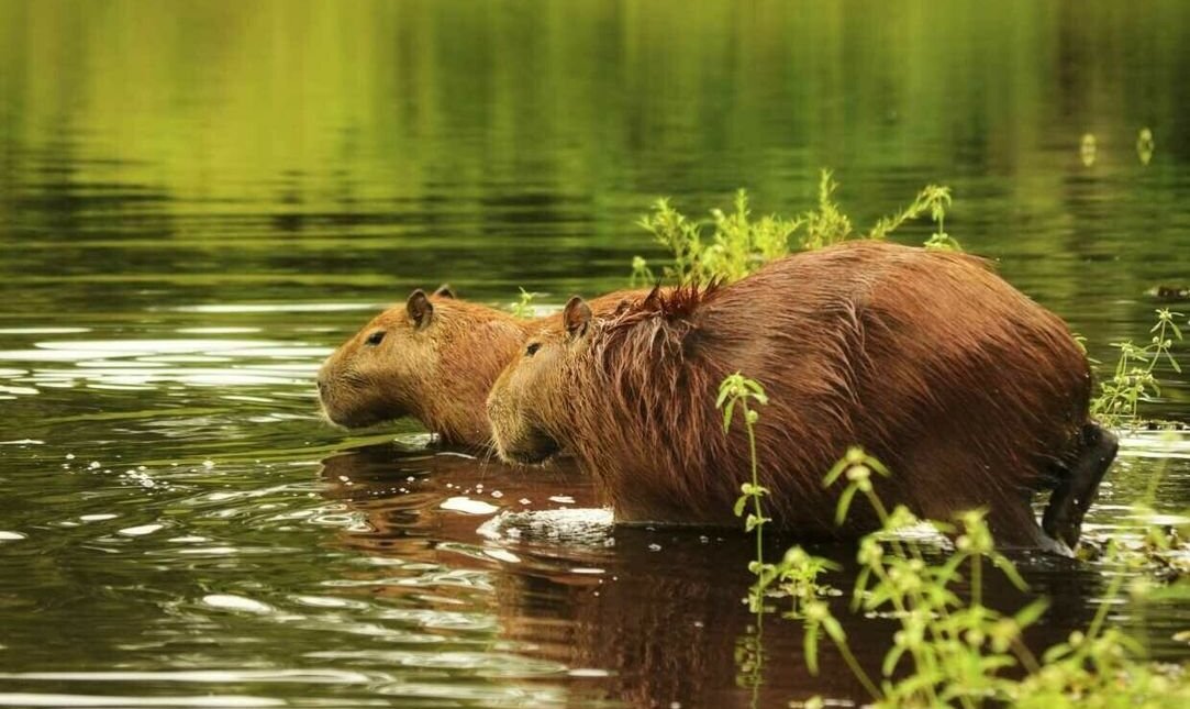 wasserschweine